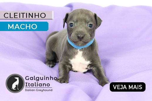 filhote de galgo italiano a venda