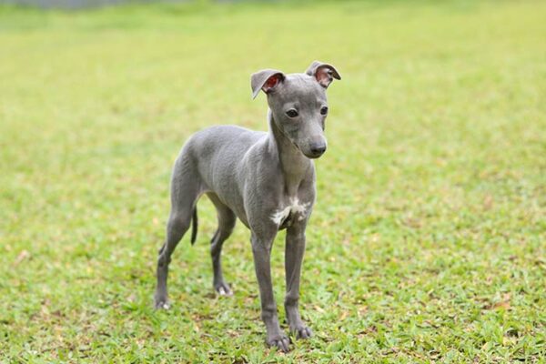 galgo italiano filhote