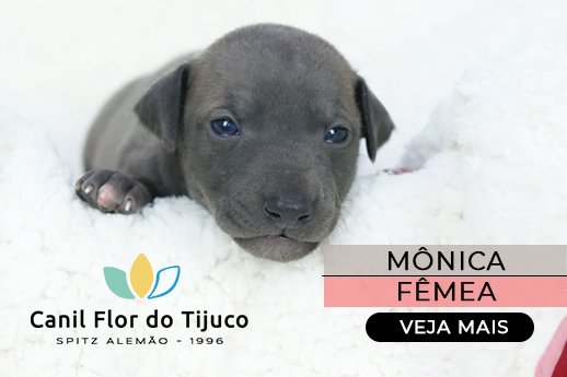 canil de galgo italiano