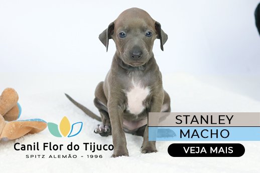 galguinho italiano sp