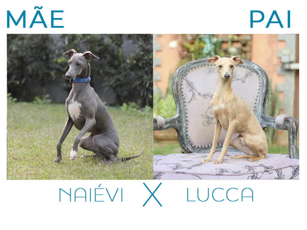 acasalamento galgo italiano