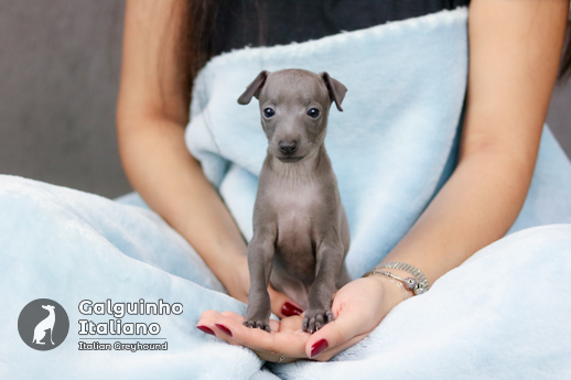 galgo italiano