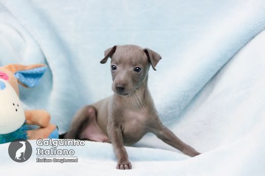 italian greyhound