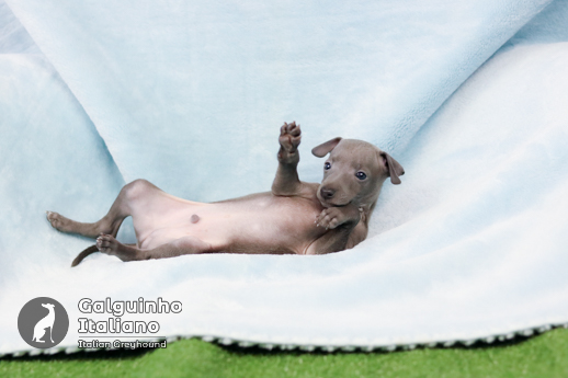 filhote italian greyhound