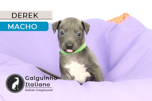 filhote de galgo italiano