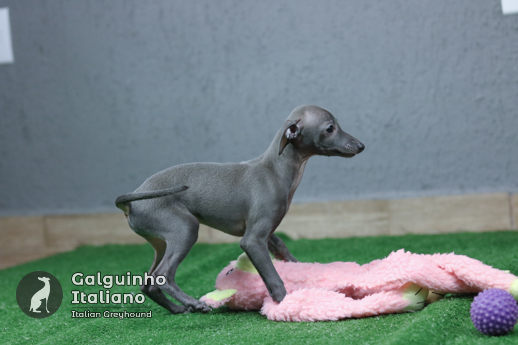 filhote de italian greyhound