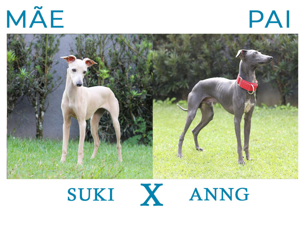 galgo italiano - canil flor do tijuco - galguinho italiano - pequeno lebrel italiano