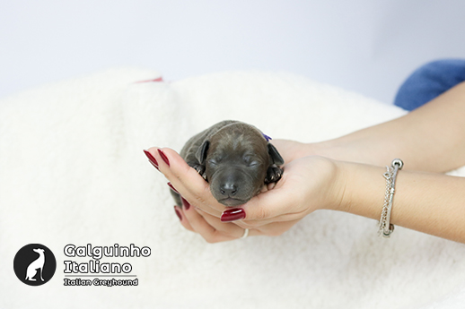 filhote de galgo italiano