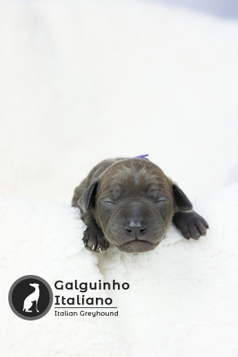 filhote de galgo italiano