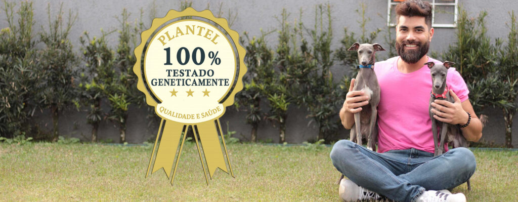 teste genético galgo italiano - galguinho italiano
