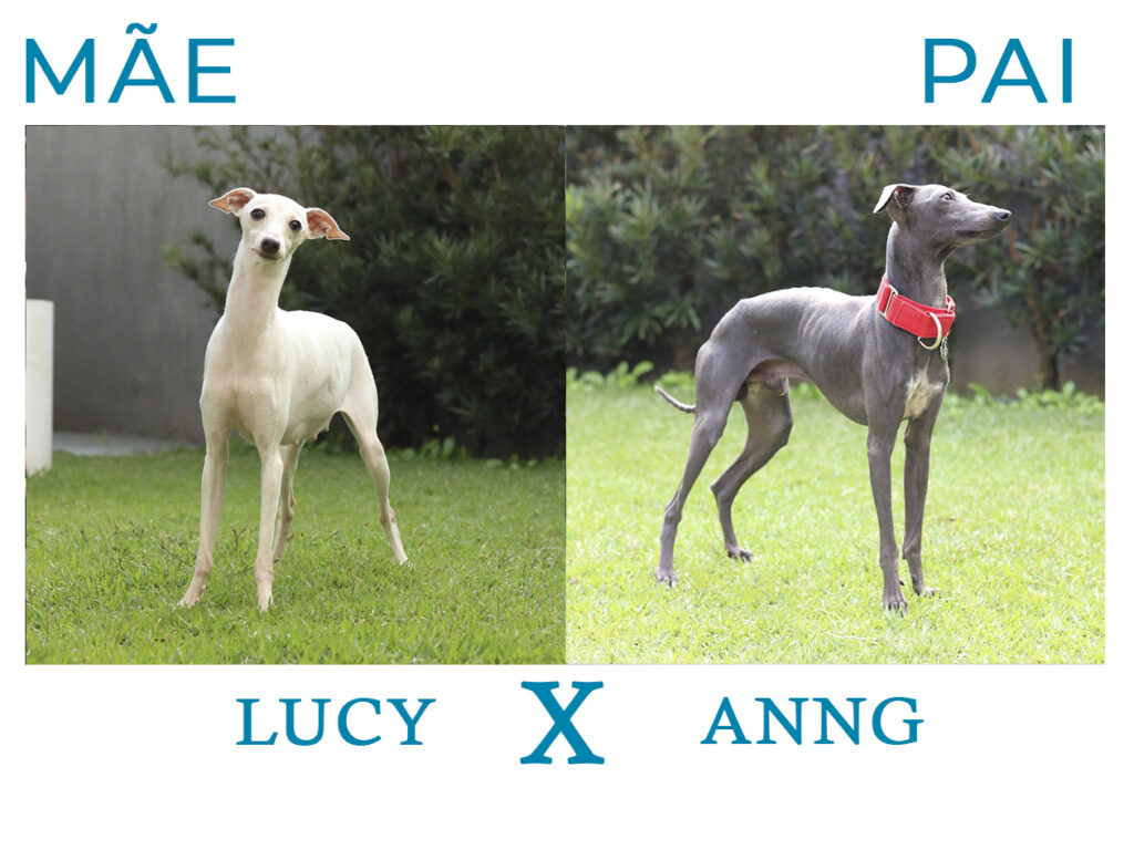 Lucy X Aang