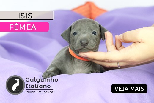 filhote de galgo italiano