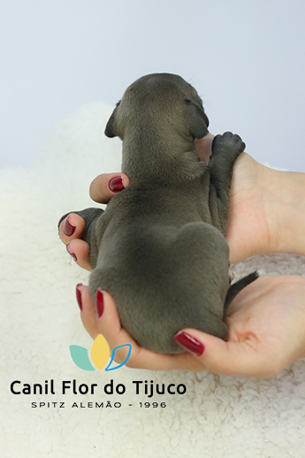 filhote de galgo italiano a venda