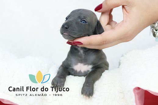 filhote de galgo italiano a venda