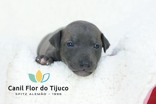 filhote de galgo italiano a venda
