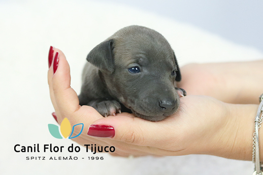 filhote de galgo italiano a venda