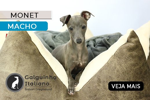 galgo italiano - pequeno lebrel italiano