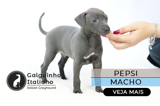 pequeno lebrel italiano cinza