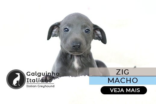 galgo italiano cinza