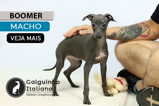 canil pequeno lebrel italiano