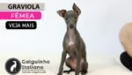 galgo italiano filhote
