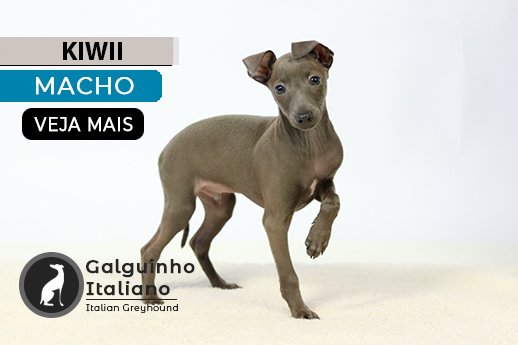 pequeno lebrel italiano filhote