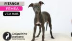 galgo italiano a venda