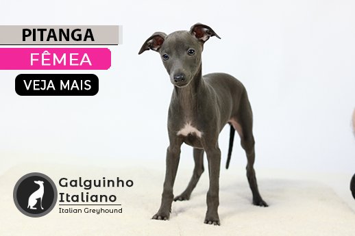 galgo italiano a venda
