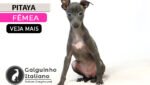 filhote de galguinho italiano