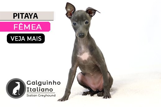 filhote de galguinho italiano