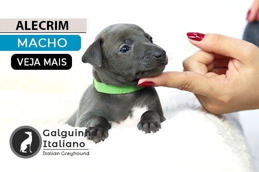 canil galgo italiano