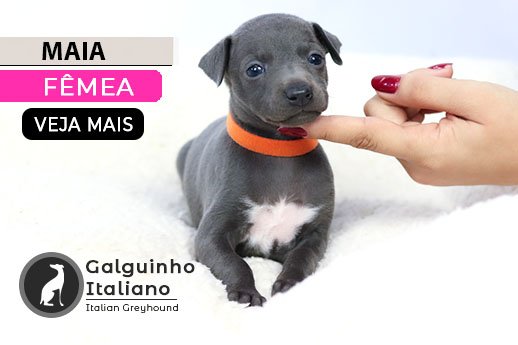 filhote de galgo italiano