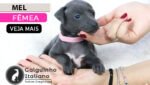 filhote de pequeno lebrel italiano