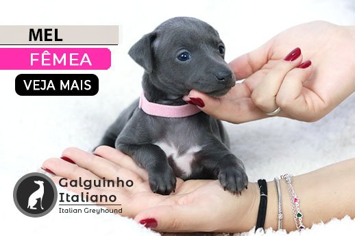 filhote de pequeno lebrel italiano