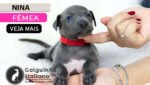 filhote galgo italiano