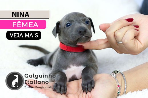 filhote galgo italiano