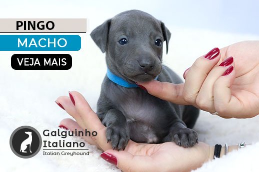filhote de galgo italiano cinza