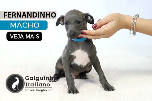 galgo italiano cinza