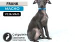 galgo italiano