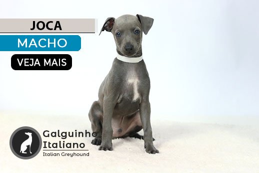 pequeno lebrel italiano cinza