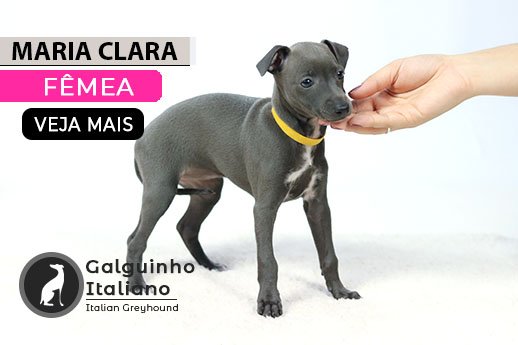 filhote galgo italiano