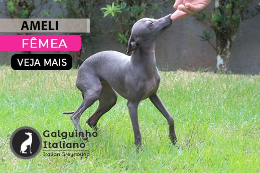 galgo