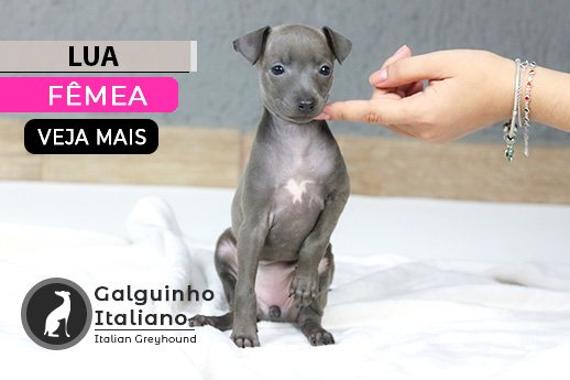 pequeno lebrel italiano