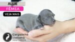 galgo italiano