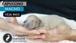 filhote galgo italiano