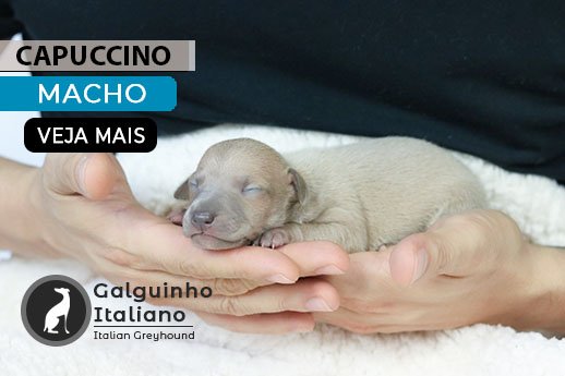 filhote galgo italiano