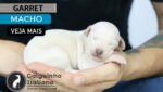 filhote de galgo italiano