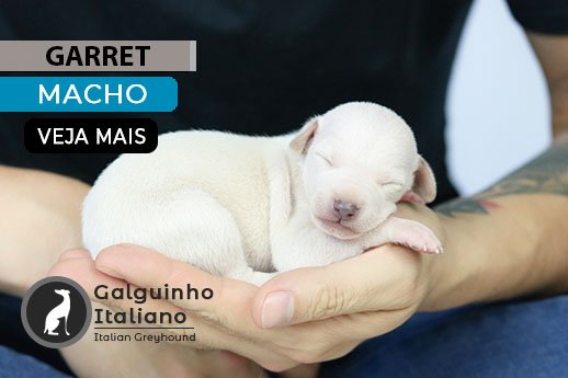 filhote de galgo italiano