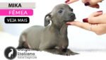 galgo italiano filhote