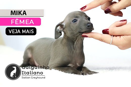 galgo italiano filhote